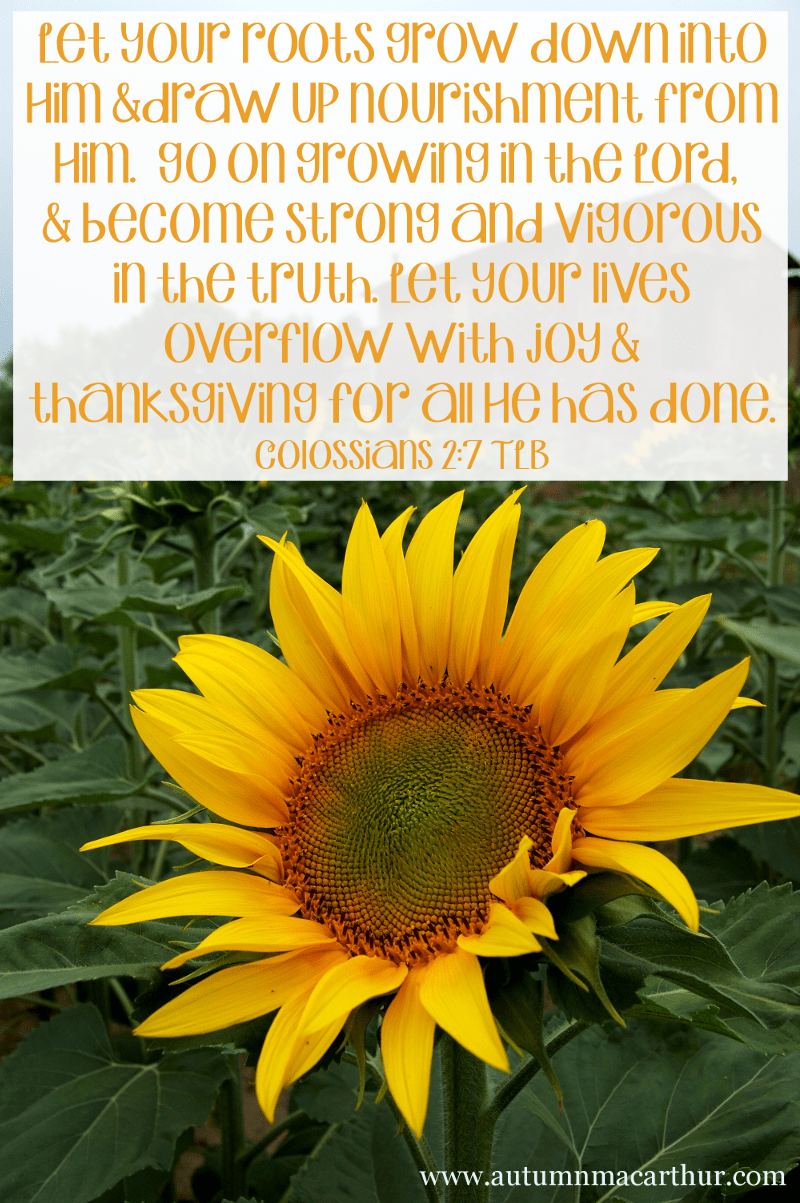 Image of Sunflowers growing, with Bible verse Colossians 2:7, from inspirational romance author Autumn Macarthur 